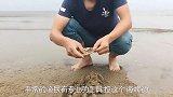 徒手就能挖出海鲜，在阳江三丫村的海滩里，赶海收获还是挺多