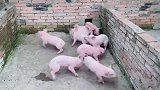 我丈母娘也没把我吓成这样，小猪仔们的胆子太小了吧