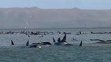触目惊心！超270头鲸鱼集体搁浅澳洲西海岸已死90头，原因成
