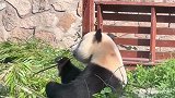 国宝大熊猫看到三轮车，这速度跑的太快了