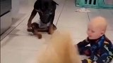 人类幼崽和动物的搞笑瞬间，狗子身怀绝技啊