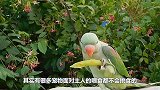 挑食的鲸头鹳闹脾气，朝不爱吃的鱼狂摇头，简直萌翻众人！