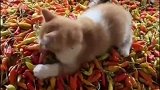 猫咪偷吃指天椒下一秒直接打滚
