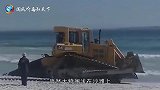 男子在海边沙滩散步时发现一个庞然大物，仔细一看令人心痛不已