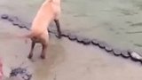 狗子：你给我在水里呆着吧，今天我就不让你上岸！