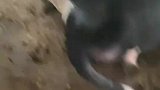 奶牛倒地一动不动，吓坏主人才发现是睡着了