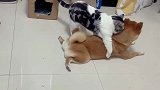 猫：好性感啊！狗：真的是够了！懂不懂什么是羞愧