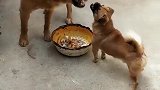 狗子：你是谁家的狗，敢来抢我的狗食！