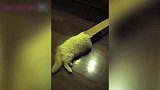 有趣的动物看着犯傻的小动物，它们的表情真的是太有趣了