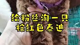 给粉丝淘一只小泰迪