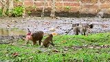 小猴子一番冲突，浑身都是污泥