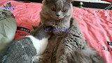 小喵妹把猫哥当成妈妈，黏着猫哥找吃的，相爱相杀的模样逗笑主人