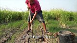 男子来到地上，将厚厚的枯草翻开一看，直接被乐坏了！