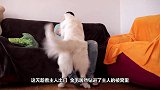 主人带回新宠兔子，金毛的反应让哭笑不得，镜头记录搞笑画面