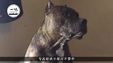 世界第一“猛犬”，3分钟咬死200斤的高加索，专家：最好不养