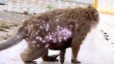 老猴妈生下孩子身体一直没有好，这样流血迟早性命不保