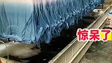 短袖染色原来是这样的，惊呆了