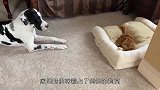 猫咪霸占狗狗的窝，狗狗的反应太可笑，网友：怂到家了