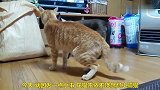 两只猫咪生气，光诈唬不出手，太搞笑了