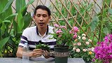农村养花小伙，用矿泉水瓶，一次能繁殖好多长寿花和玉树