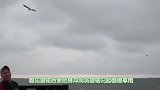 海鸥捉住一只章鱼，却反被章鱼缠住拖入海中，镜头记录全程