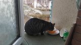 一只不像流浪猫的猫，非常漂亮而且特别健康