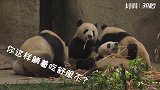 30秒丨看饿了！欢迎来到熊猫食堂