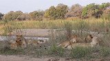 动物世界：坎布拉狮群全体成员汇合