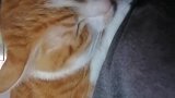 猫：主人快抱着我，我怕打雷！