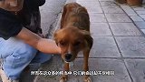 流浪狗被沥青困住奄奄一息，被好心人救助后，华丽变身