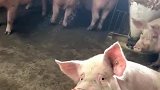 是你吗，媳妇！