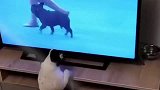 这年头连狗子都学会追星了！