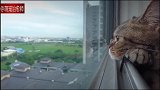 懂得欣赏美景的猫咪，它在窗边看风景，我在手机这边看它！