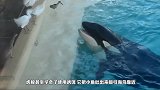 表演后不给奖励虎鲸发脾气，万名观众受到牵连，镜头拍下全过程