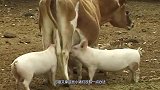 刺猬把猫咪当成自己妈妈，冲上去就开始喝奶，镜头记录全过程