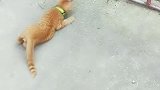 猫：快陪我玩儿，不然我吃了你！