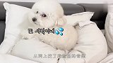 铲屎官故意在狗子跟前放屁，汪星人要气疯了，场面笑爆了