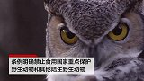 广东禁食所有人工饲养陆生野生动物：5月1日起施行