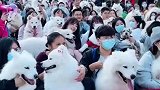 萨摩耶仆人见面会，来的基本都是小姐姐