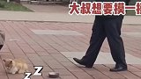 保安大叔想摸路边的猫咪，又怕吓跑猫咪，下一秒行为亮了
