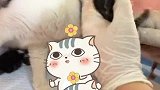小猫咪出生的全过程，两公一母，全都很健康