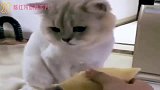 猫咪：这是人干的事吗？啥玩意？