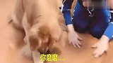 女主人出差回家想亲金毛，金毛按住她的嘴，不给亲