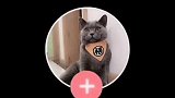 装死这一块，我家猫算是装出了新高度萌宠成精了 训猫日常