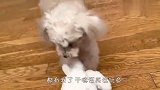 铲屎官买了个玩具狗，小家伙看后急眼了，接下来忍住别笑