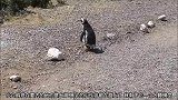 企鹅落单被鸟儿挡住去路，其它的企鹅都正在离开，很不团结