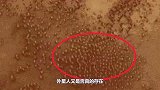 外星人真的存在？中国卫星掉落火星，意外观测到神秘生物