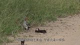 猫鼬发现凶悍猎物，自知打不过开始“喊人”，猎物：我是假的！