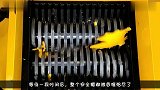 粉碎机VS木头，木头能在粉碎机中坚持多久睁大眼睛看仔细