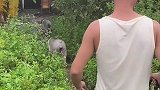 快过节了，想吃猪肉